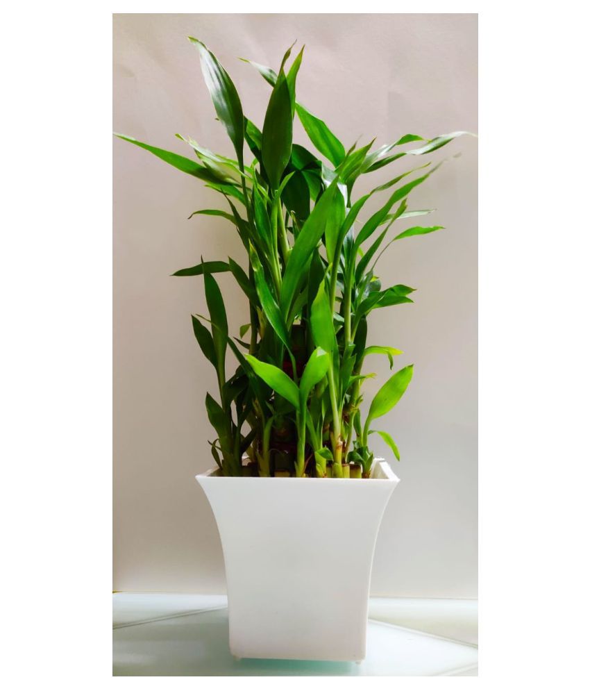 GREEN HOMES 3 Layer Lucky Bamboo Plant with WHITE Pot