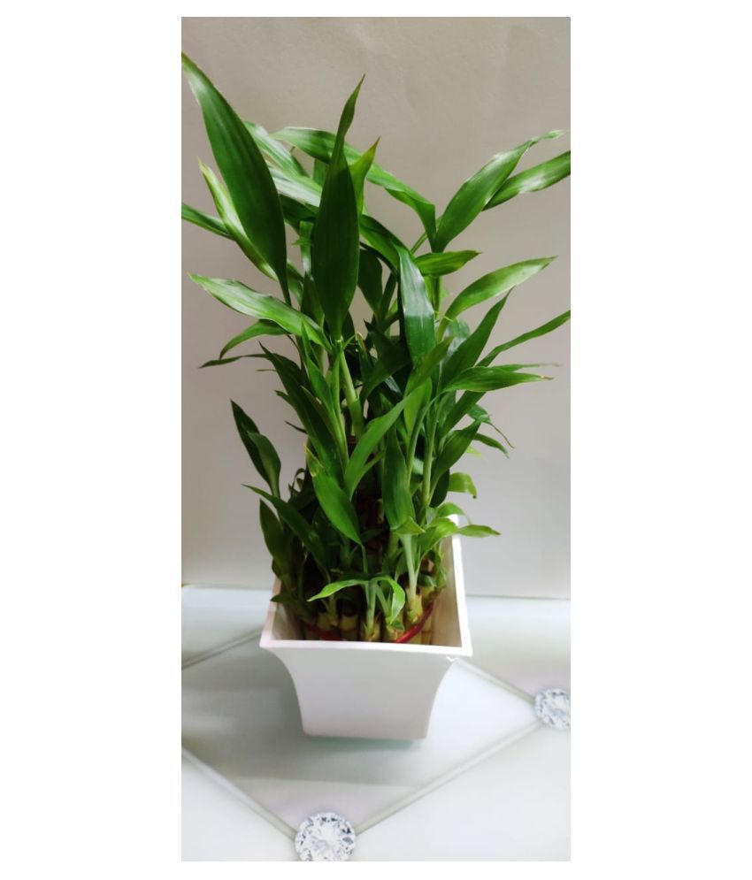 GREEN HOMES 3 Layer Lucky Bamboo Plant with WHITE Pot