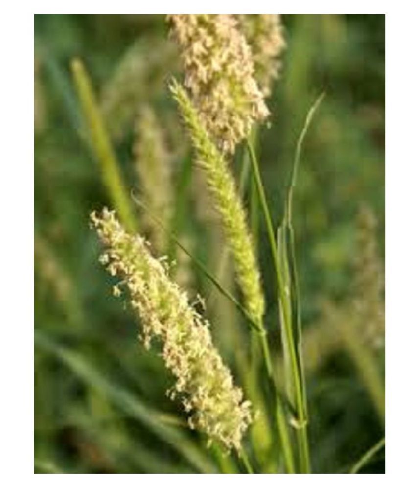 Forest Development Cenchrus/Buffel/Anjan/Kolukattai/Dhaman/Kusa gaddi grass fodder seeds (Pack