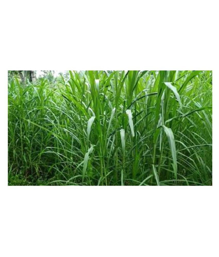 SUPER NAPIER GRASS SEED HIGH YIELD(500 SEEDS) Buy SUPER NAPIER GRASS