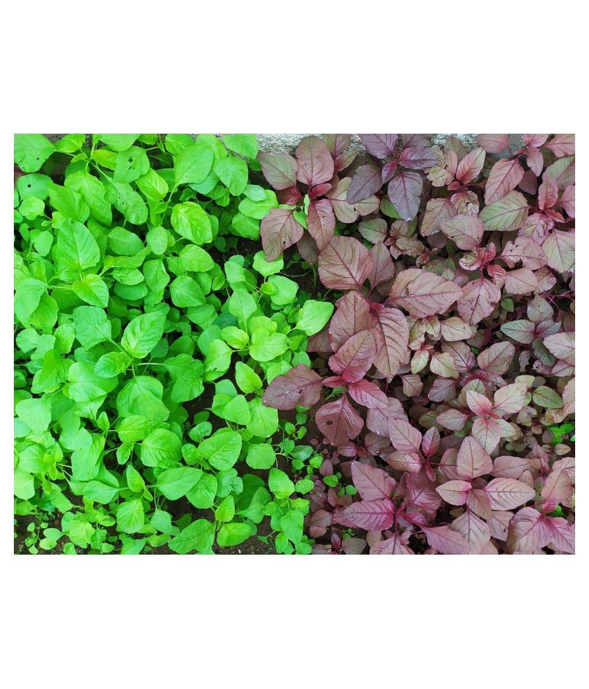 Spinach Red and Green Seeds 100 Seeds Buy Spinach Red and Green