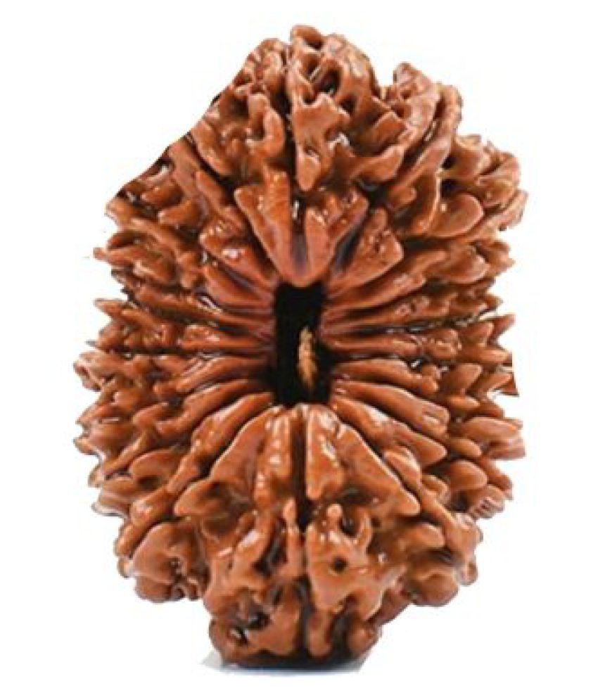 21 Mukhi Rudraksha Original Certified By Lab Buy 21 Mukhi Rudraksha Original Certified By Lab At Best Price In India On Snapdeal Get info of suppliers, manufacturers, exporters, traders of 21 mukhi rudraksha for buying in india. 21 mukhi rudraksha original certified by lab