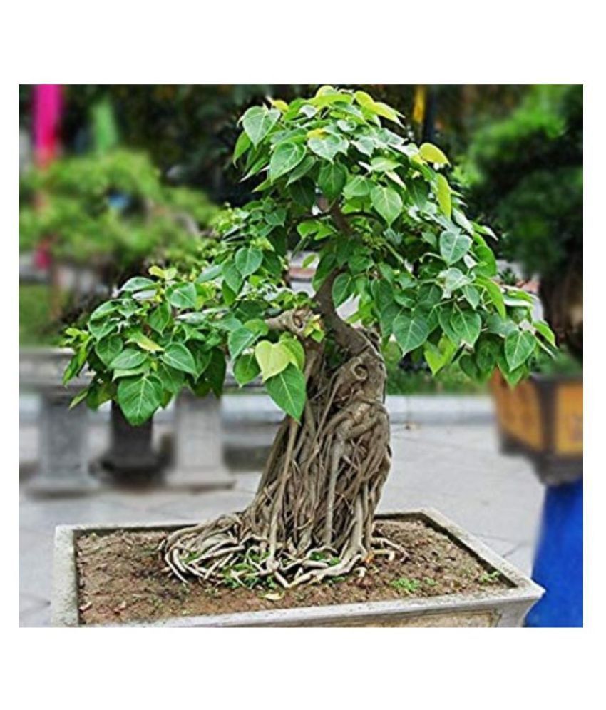 SHOP 360 GARDEN Bonsai Suitable Seeds - Banyan Tree Seeds ...