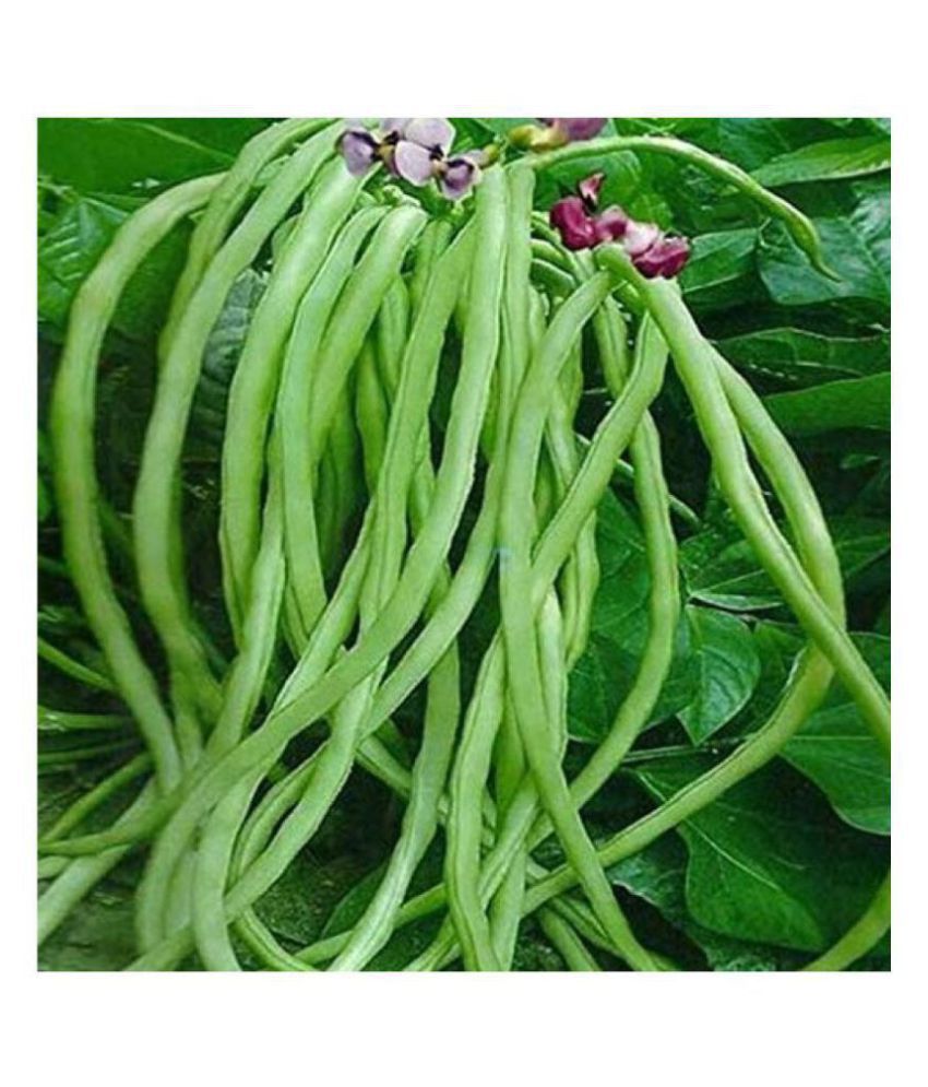     			SHOP 360 GARDEN Cow Pea Long Beans Seeds (Pack of 100 seeds)