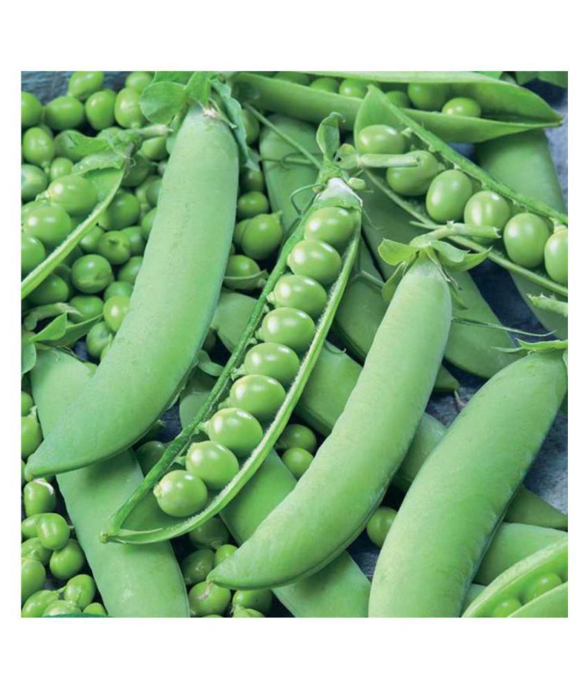     			SHOP 360 GARDEN High Yield Hybrid Vegetable Peas Seeds - Pack of 50 grams