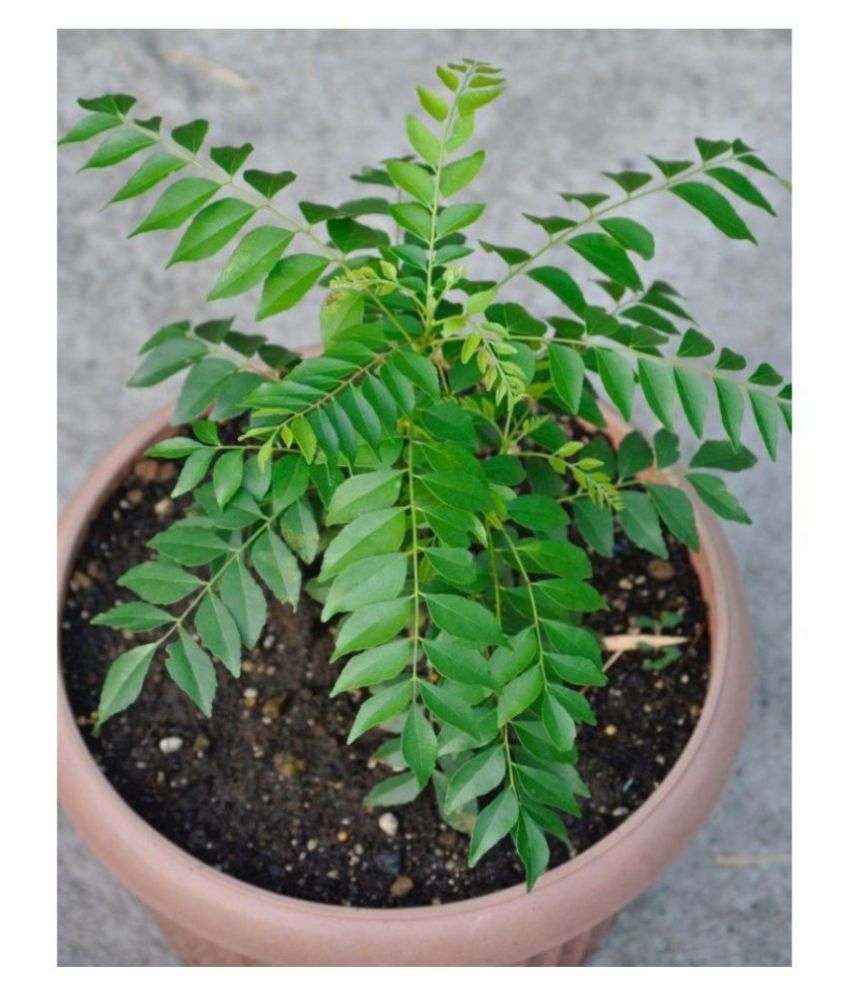 SHOP 360 GARDEN Murraya koenigii / Curry leaf tree / Kadi patta /  Karuveppilai / Sweet neem / Karivepaku Seeds For Growing - Pack of 20 Seeds