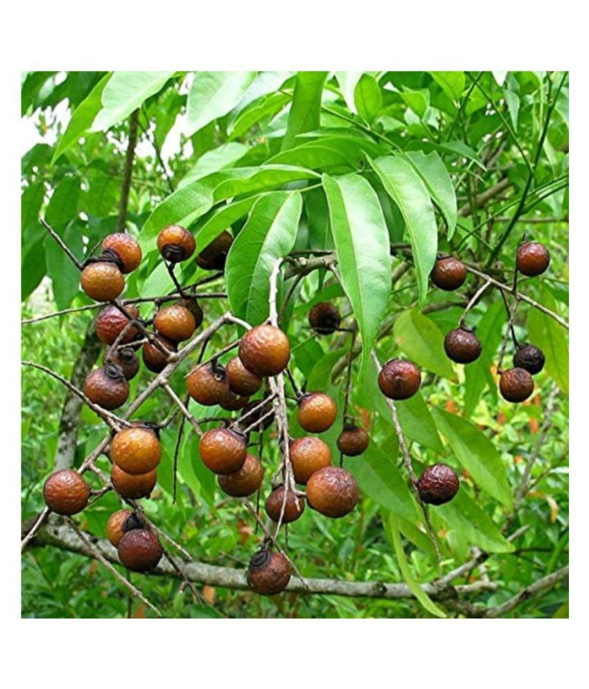 SHOP 360 GARDEN Sapindus Marginatus, Soap Nut, Reetha, Indian soapberry