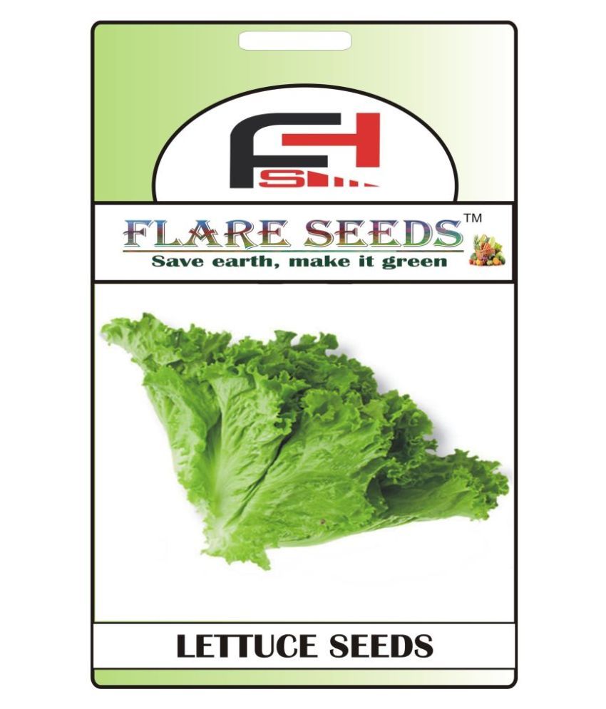 FLARE SEEDS Lettuce Green Seeds 50 Seeds Pack Buy FLARE SEEDS