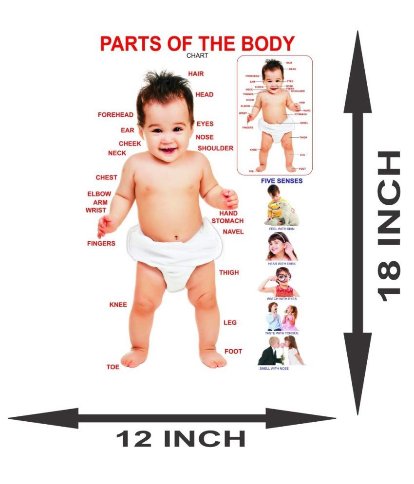 Surmul Parts Of Body Chart For Kids Wall Sticker Alphabet Sticker 12 X 18 Cms Buy Surmul