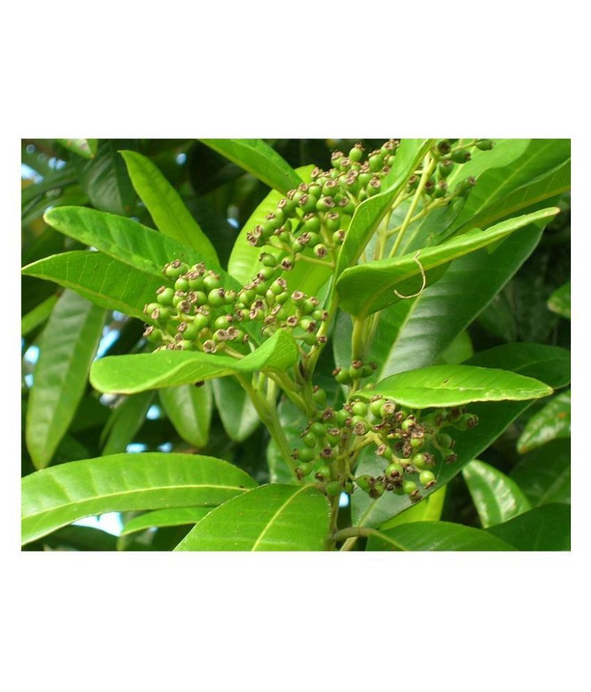 Kapebonavista Allspice plant in Polybag Herbs Buy Kapebonavista