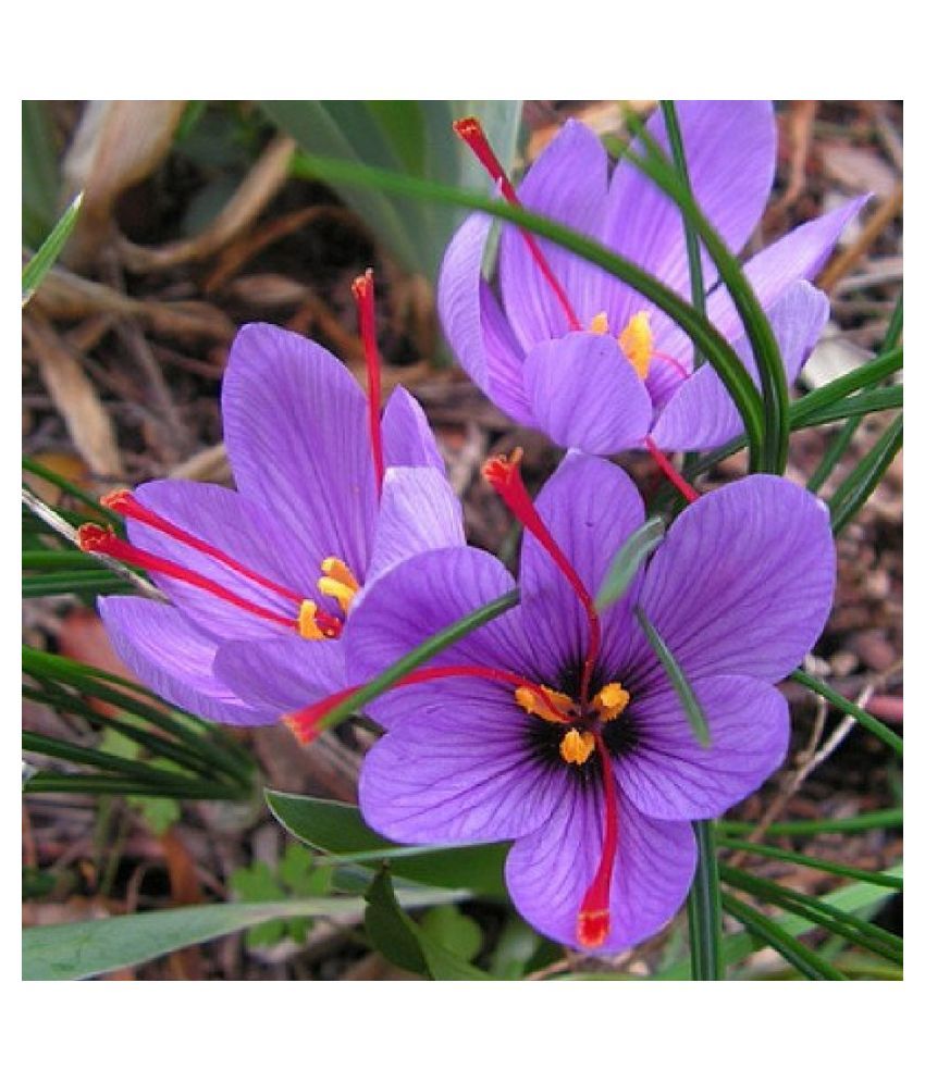 GREEN WORLD KASHMIRI SAFFRON BULB / KESAR / ZAFRAN / CROCUS CORM (20