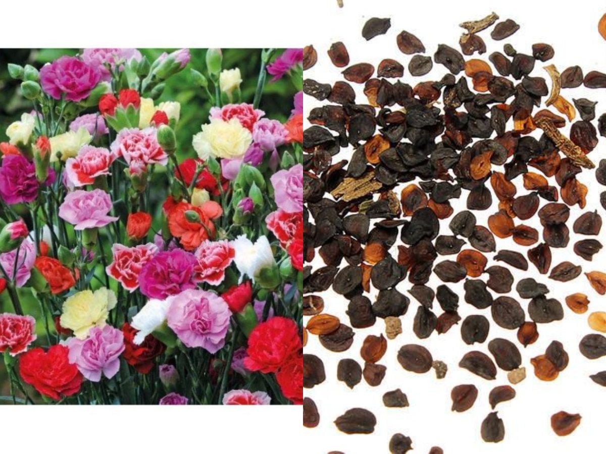     			Carnation Flower Seeds Mix Colour Pack