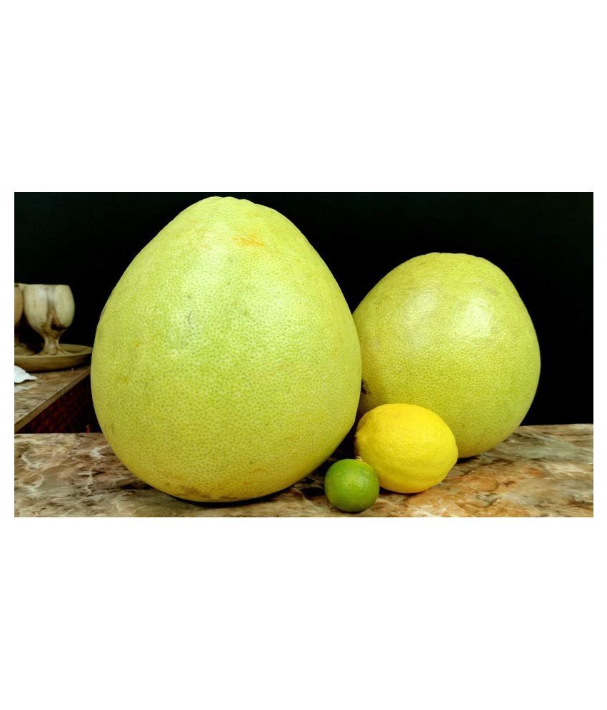 Saraswati Gardens Live Sweet Pomelo Lemon Fruit Plant CITRUS MAXIMA
