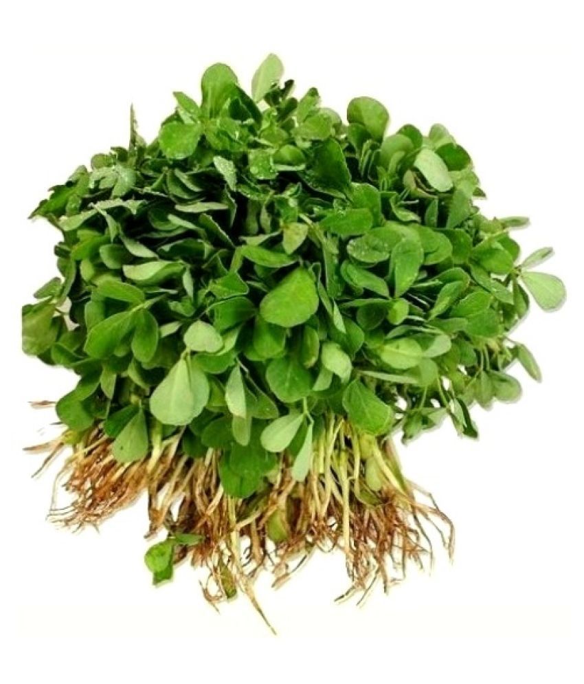 SimXotic Methi Kasturi (Fenugreek) Vegetables Seeds - Pack of 200 ...