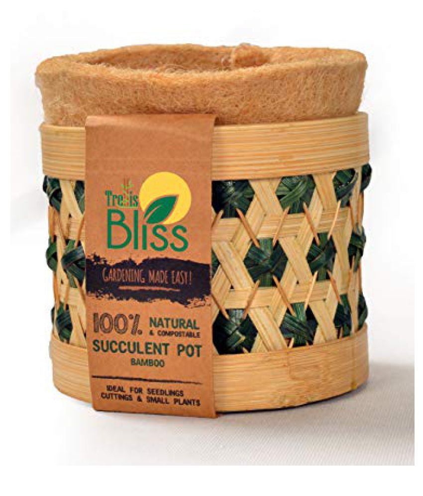 Trellis Bliss Desk Planters Buy Trellis Bliss Desk Planters Online at