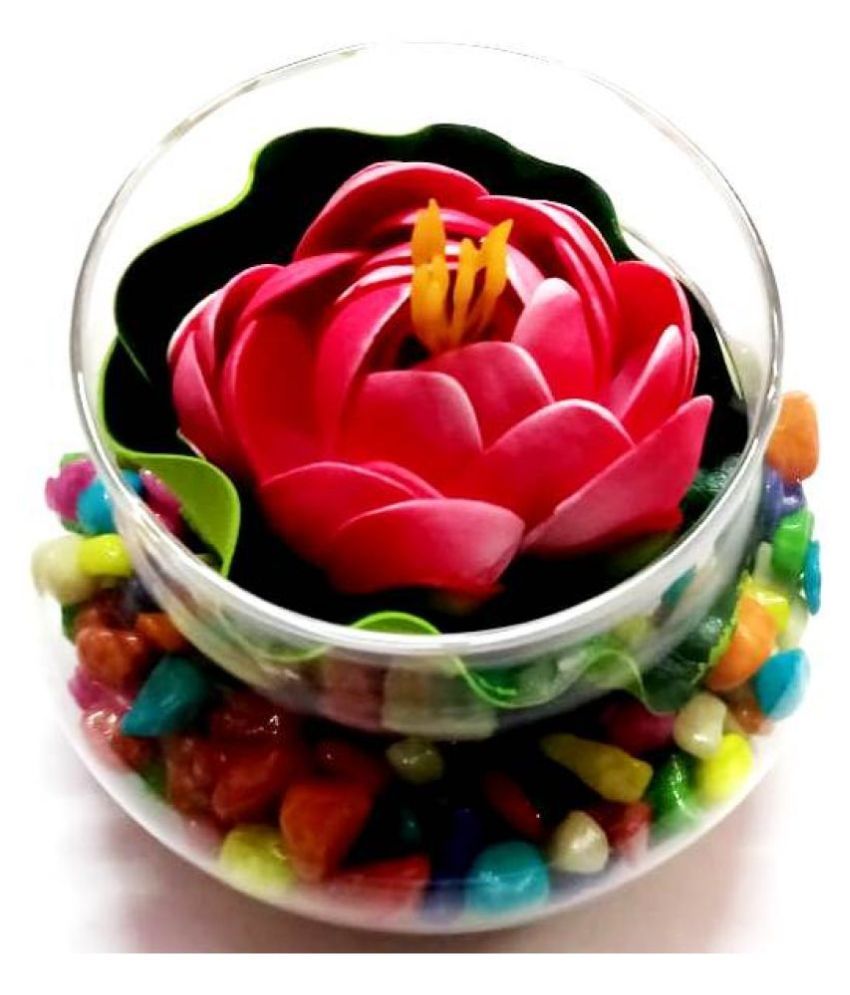     			Green plant indoor Lotus Multicolour Flowers With Pot - Pack of 1