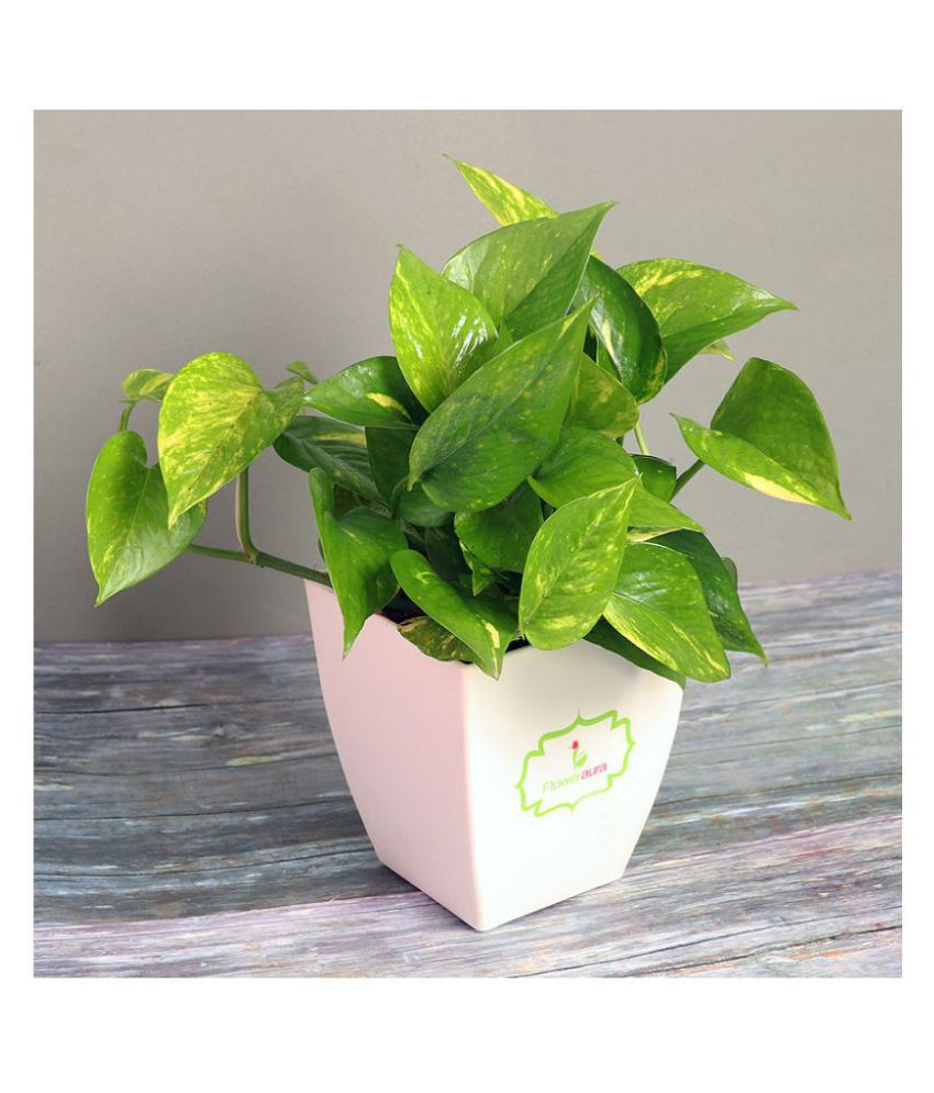 Floweraura Lovely Money Plant Indoor Good Luck (Pack of 1) Buy