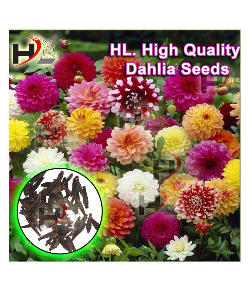 HL. Dahlia Hybrids Mixed Color Dahlia Flower Seeds Buy HL. Dahlia