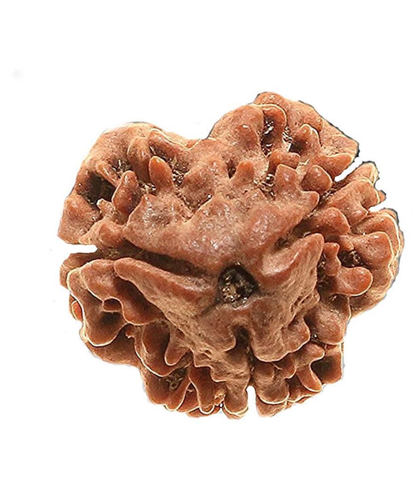     			rudradivine Rudraksha Pack of 2