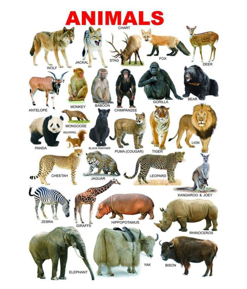 surmul Animals Chart Name for Kids Room Wall Sticker Animals Sticker ...