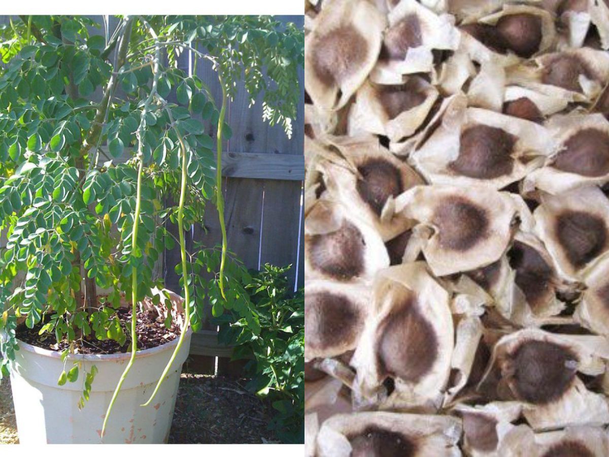     			ROYAL PARADISE GARDEN PKM2 Rare Moringa oleifera Long Drumstick High Yielding 20 Seeds