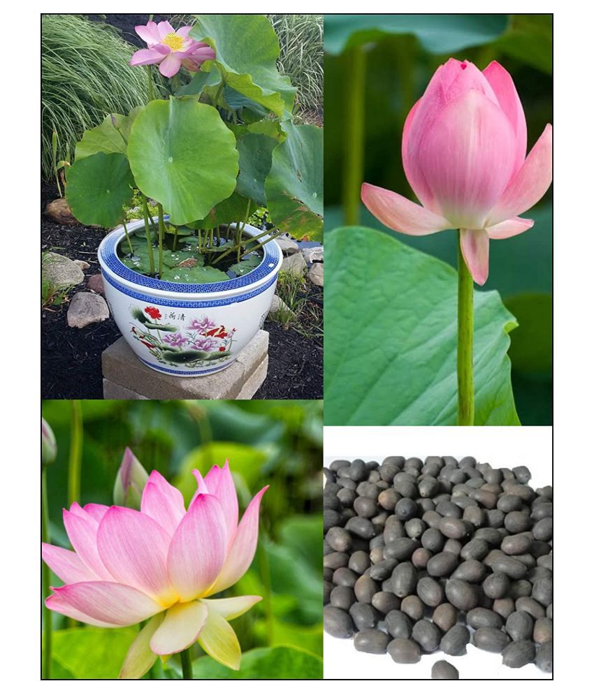     			Lotus Seeds pink - Indoor For Home Garden - 10 Seeds