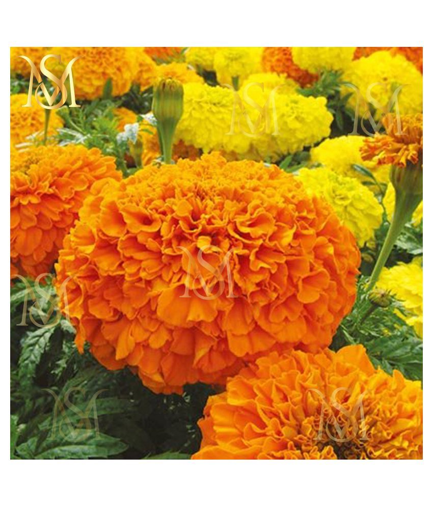     			MS. Marigold Seeds MIX 30 seeds