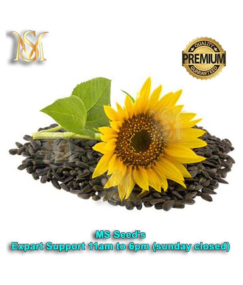 MS small sunflower seeds