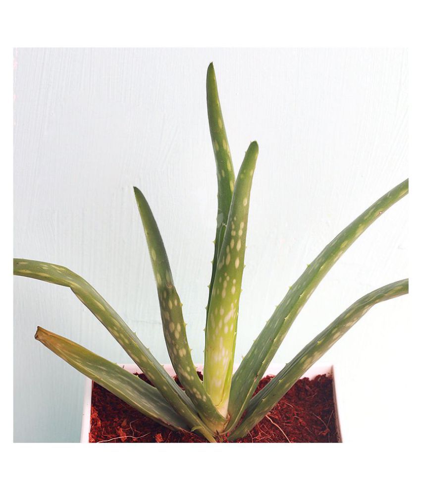 Floweraura Remedial Aloe Vera Plant Indoor (Pack of 1