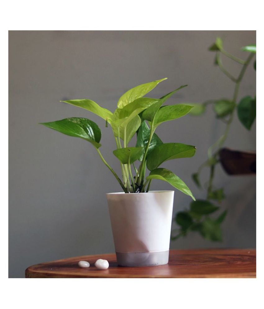 Floweraura White Money Plant And Goodluck Indoor Buy Floweraura White Money Plant And Goodluck Indoor Online At Low Price Snapdeal