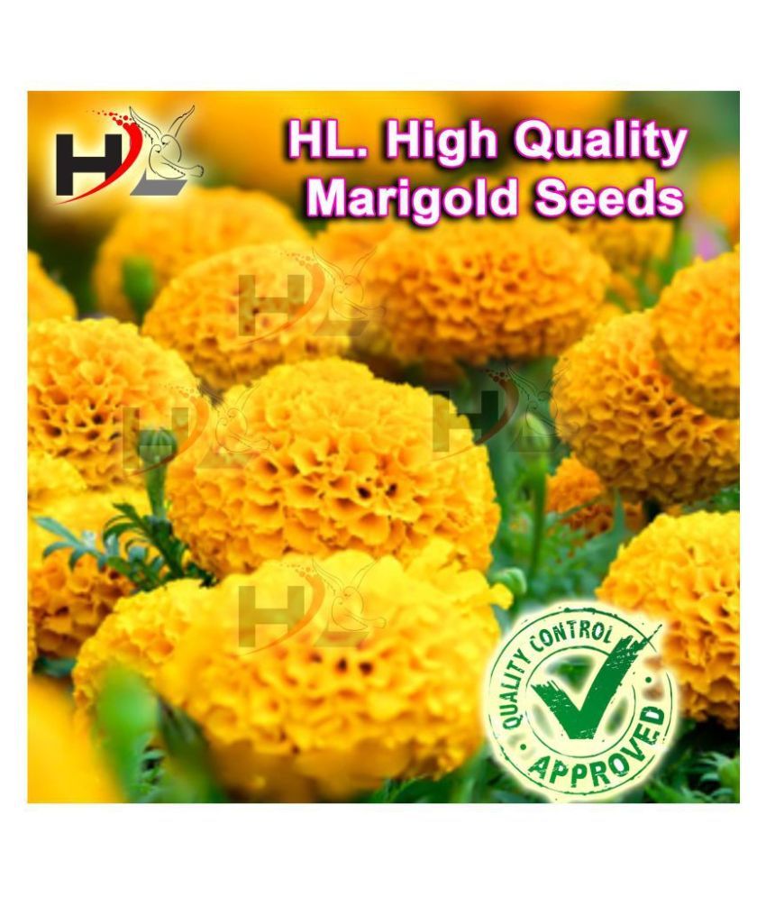     			HL. High Quality MIX Marigold Seed (FREE PLANTS/FLOWER GROWING FOOD) 100% working / African Marigold Seeds