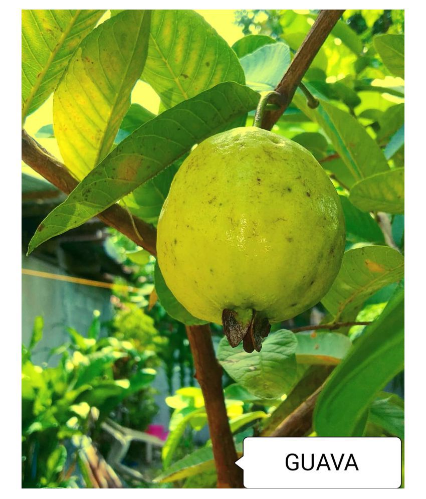     			Rare Guava Fruit Seeds for Growing - Pack of 50 Seeds