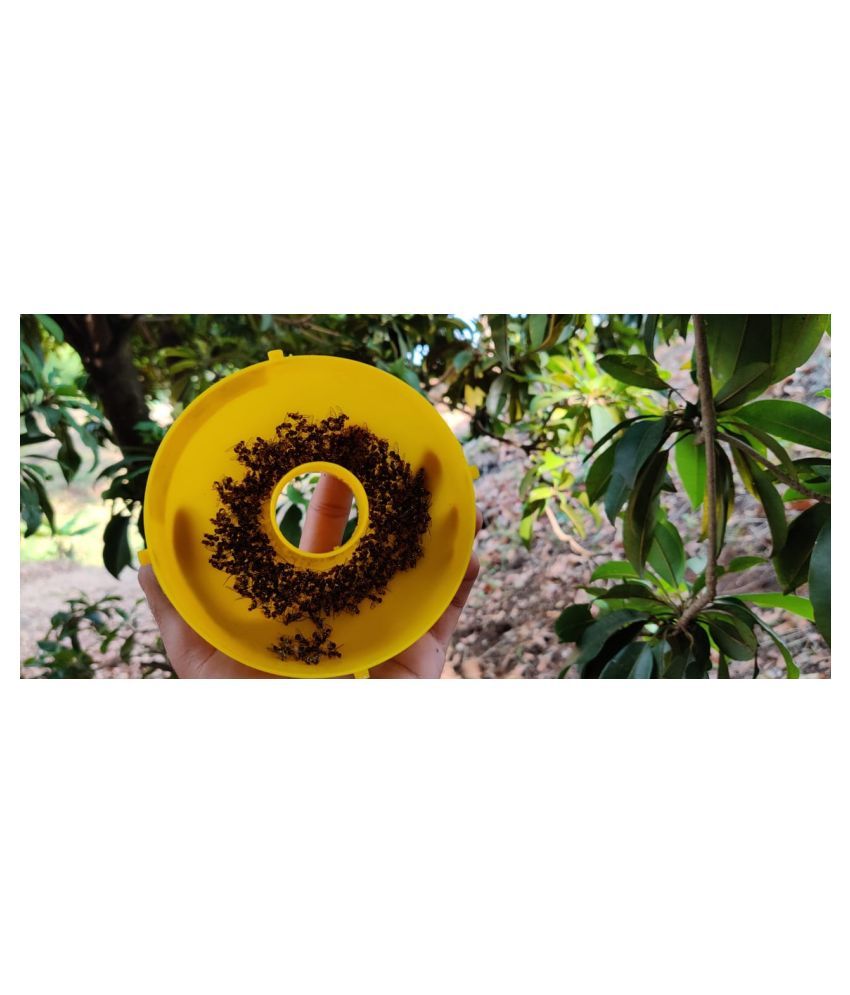 Green Revolution Pack of 20 McPhail Melon Fruit Fly Trap (Bactrocera