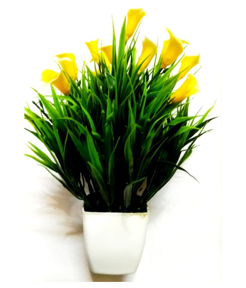     			Green plant indoor Wild Flower Yellow Flowers With Pot - Pack of 1