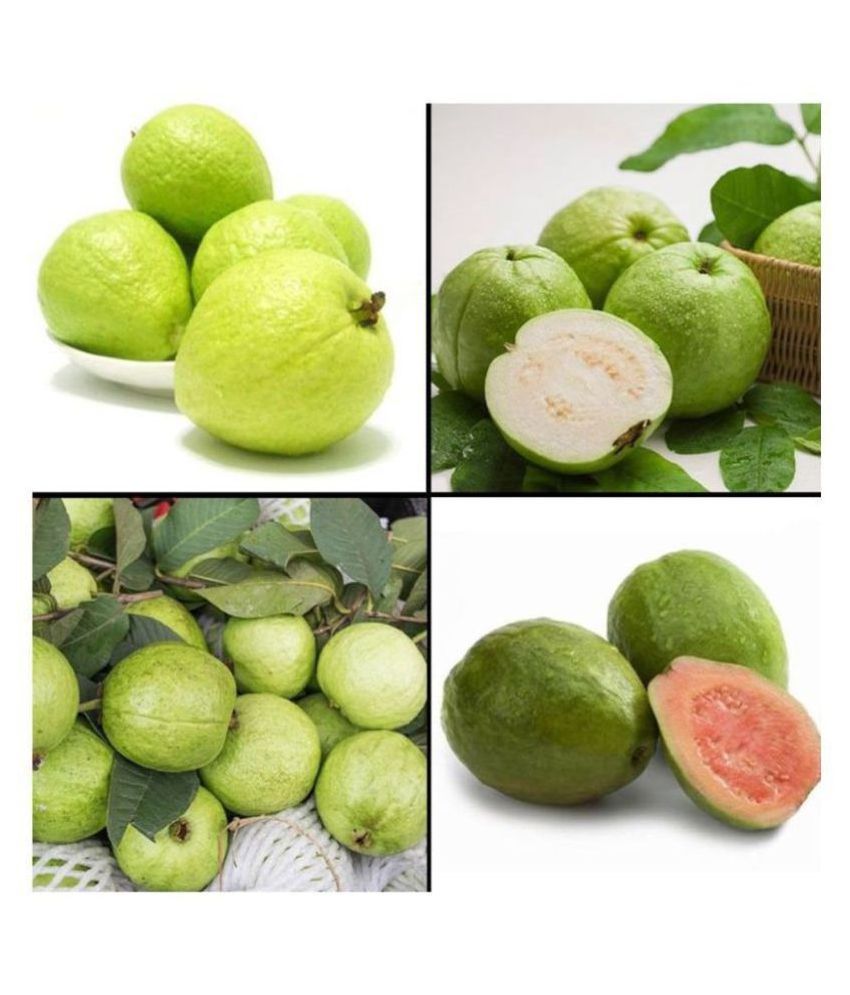     			INNATE Dwarf Mixed 100 PCS Organic Large Sweet Guava Seeds