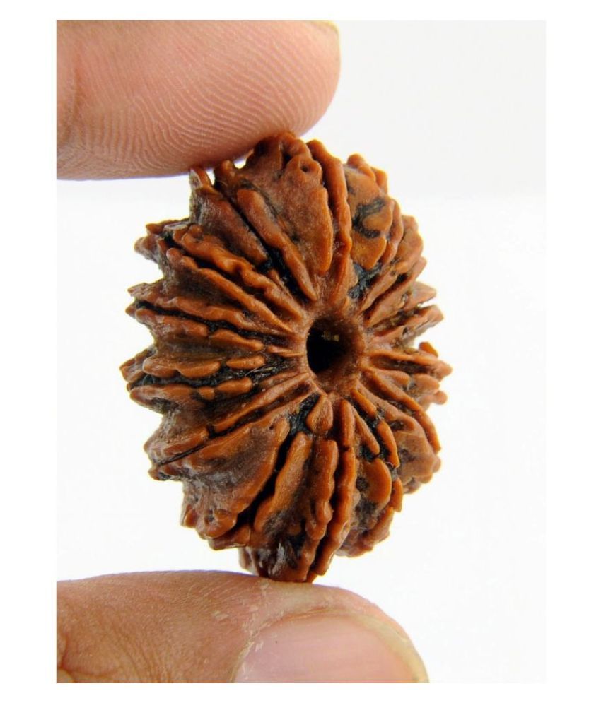 4 Mukhi Rudraksha Nepal 14 Face Rudraksha Buy 4 Mukhi Rudraksha Nepal 14 Face Rudraksha 