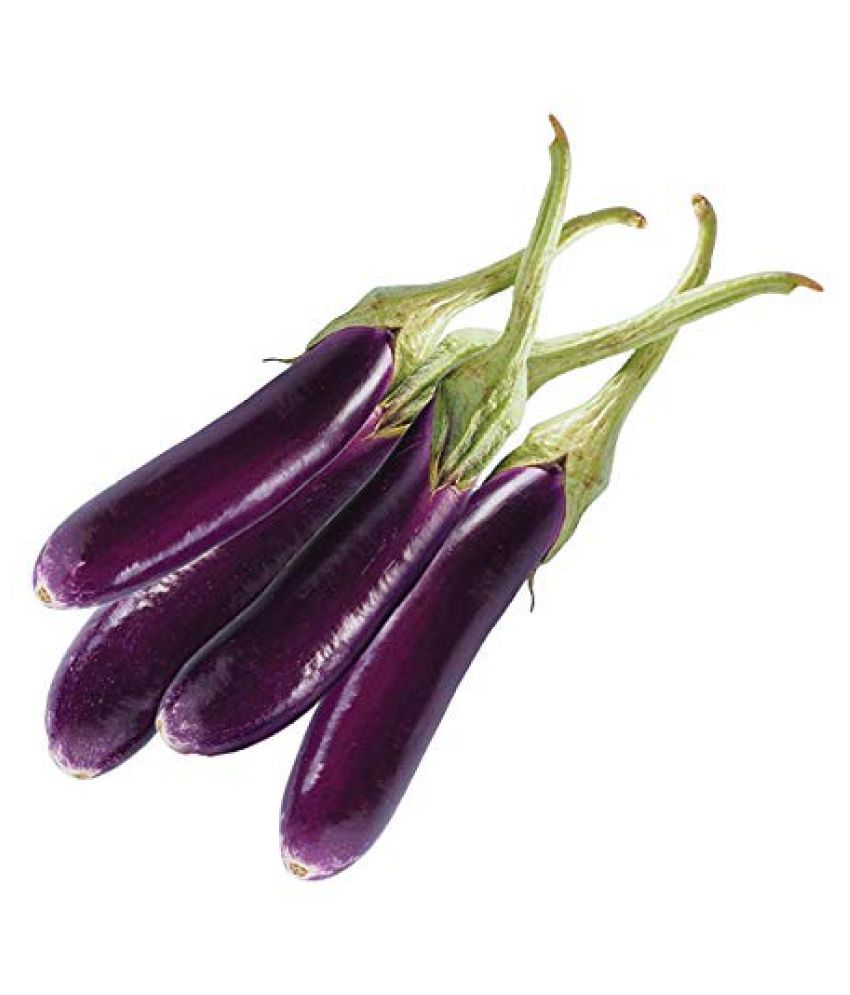 Brinjal Purple Long Quality Seeds - Pack of 50 F-1 Hybrid Seeds: Buy ...