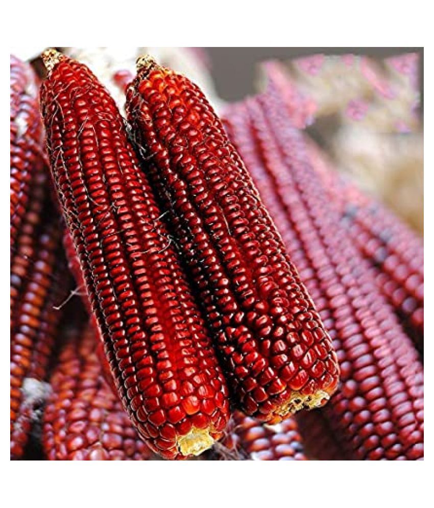 Hybrid Red Corn (maize) Traditional seed ( 25 seeds ) Buy Hybrid Red