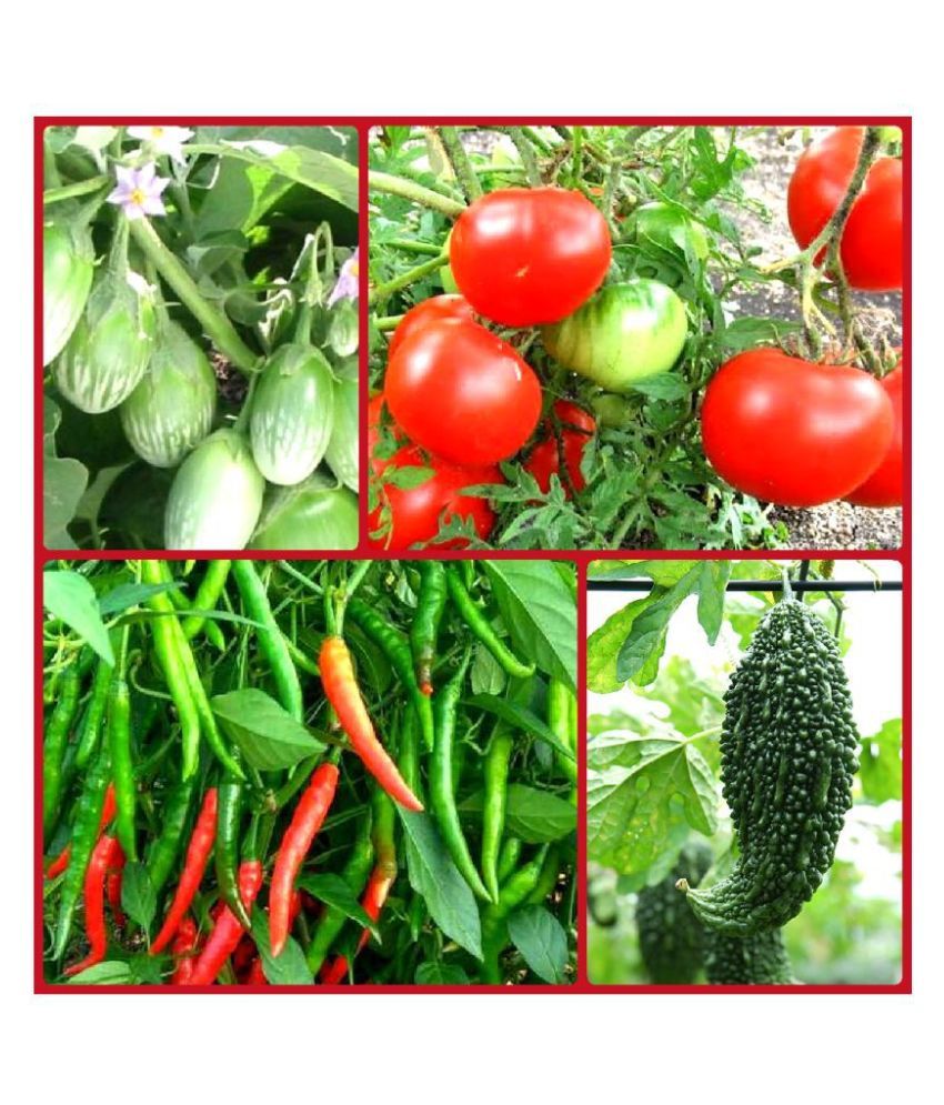     			Vegetable Seeds combo for all Season - 40+ seed with Instruction Manual