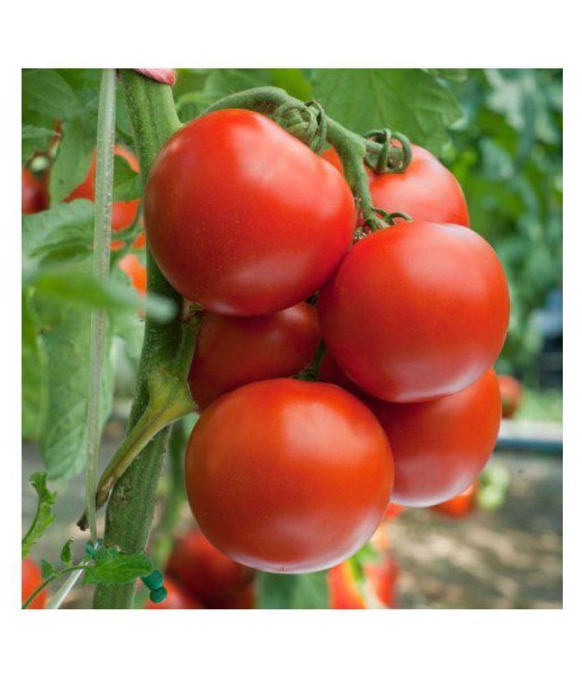     			Climate Seeds Tomato Round -Pack of 50 Seeds