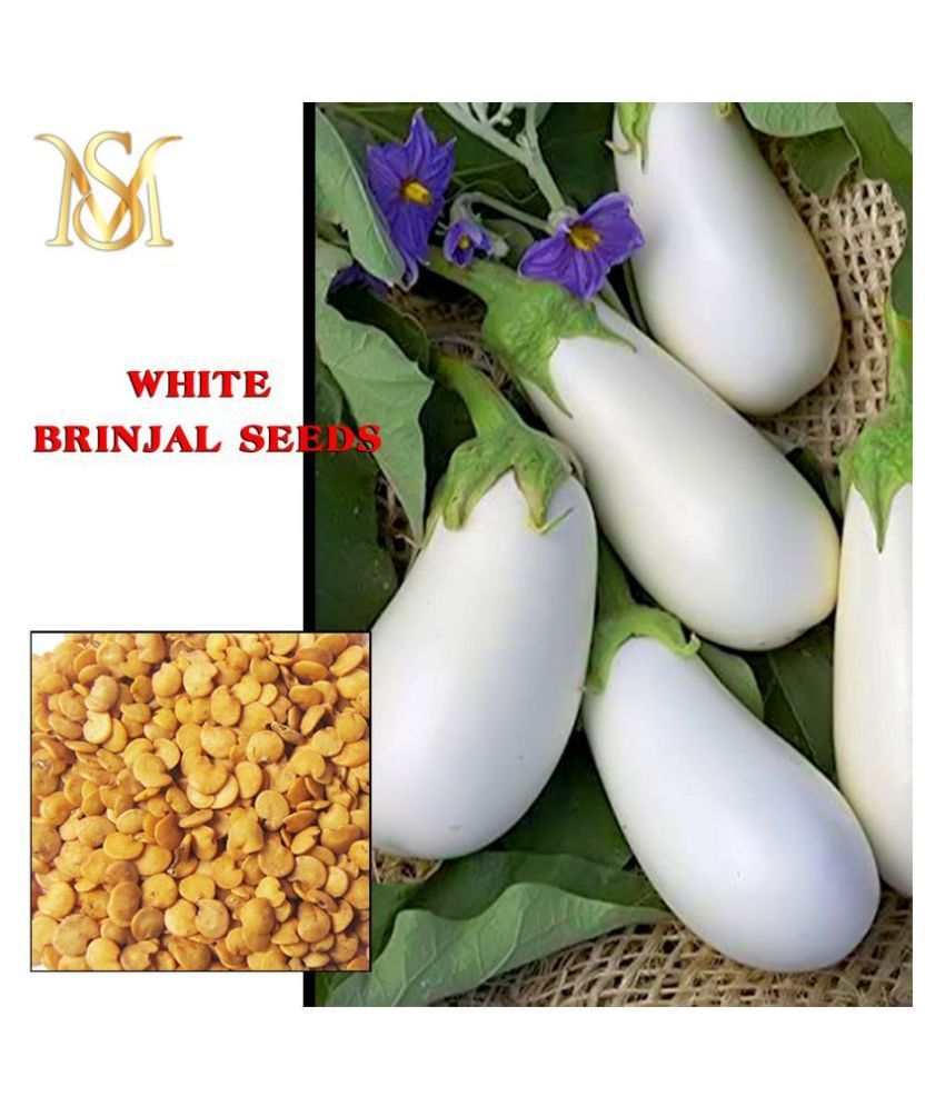     			MS. Brinjal White long vegetable seeds