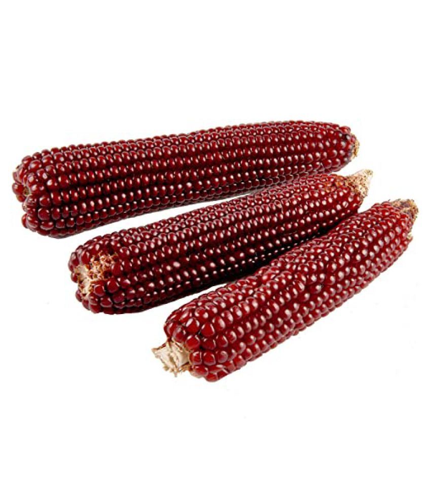 Red Corn (maize) Traditional Seeds 50 seed Buy Red Corn (maize