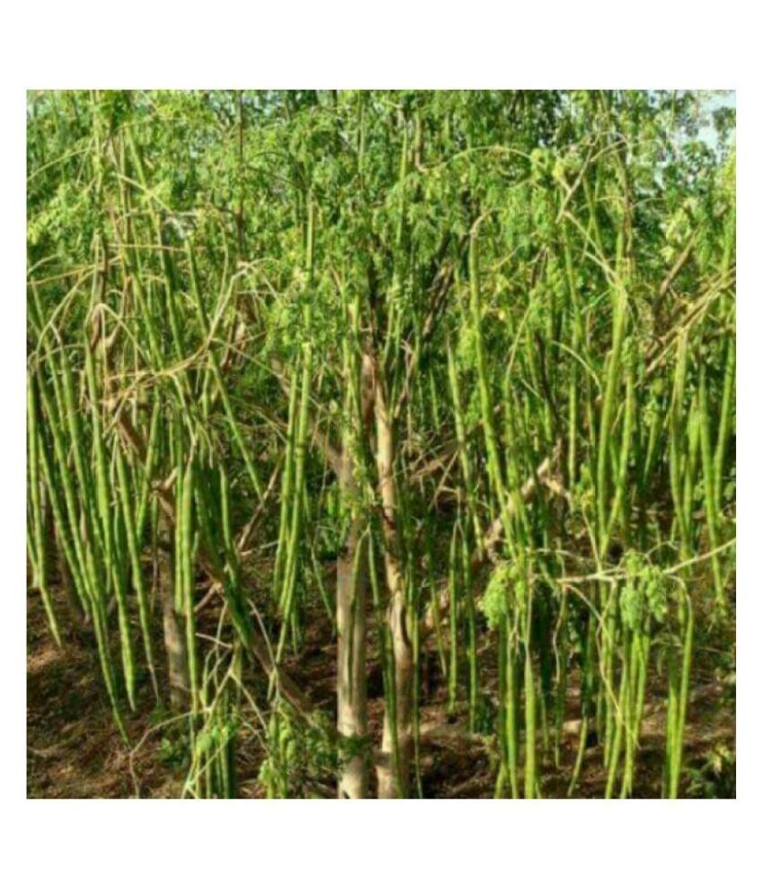     			Moringa Seeds Drum Stick-,Murangai, Saijan Ki Phalli,Saragavo 30 Seeds