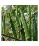 Lady Finger or Bhindi Hybrid F1 SUPREME ( 25 Seeds ) for Terrace Kitchen Balcony Gardening