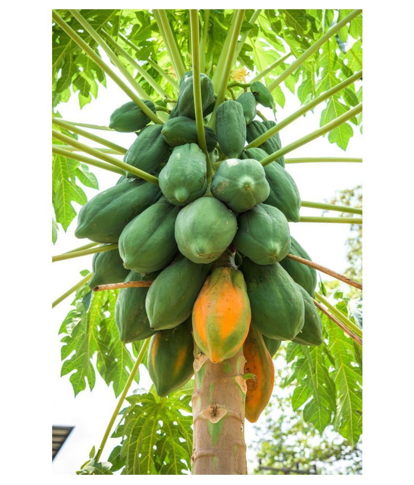 Papaya Hybrid Fruit ( papaya Seeds ) 50 seed Buy Papaya Hybrid Fruit