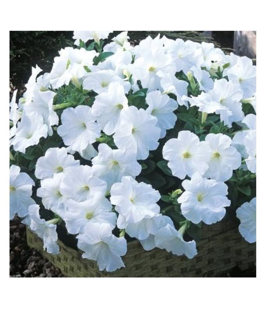     			white Petunia Variety Flower Seeds,Rarest Variety - Garden Flower Seeds Pack 100 seeds