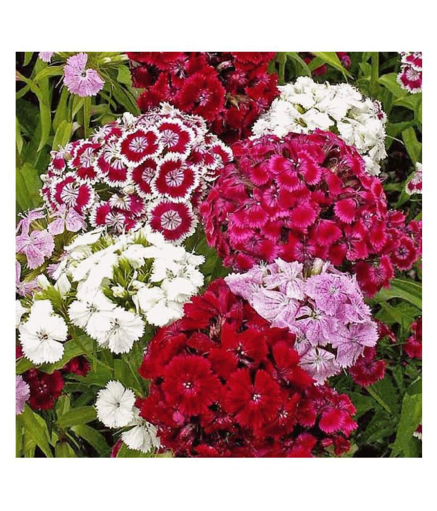     			Sweet William (OP/Desi) Seeds with Free Germination Potting Soil Mix with growingh cocopeat