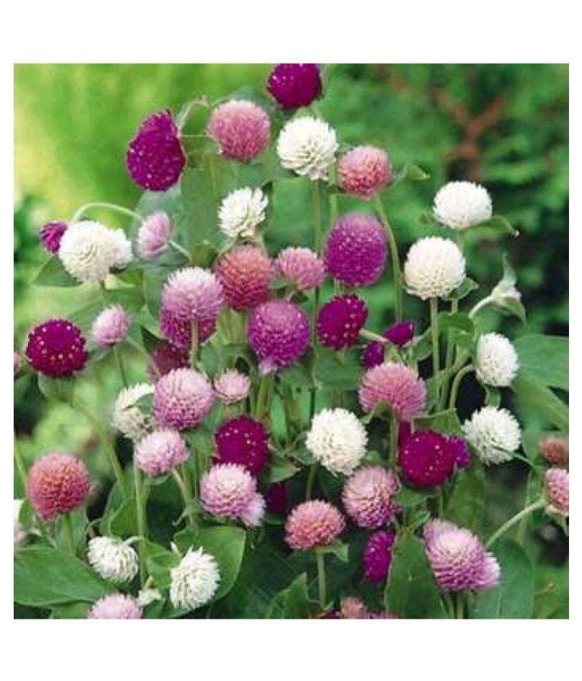     			Gomphrena Globosa Crystal mix Seeds (Pack of 20 )