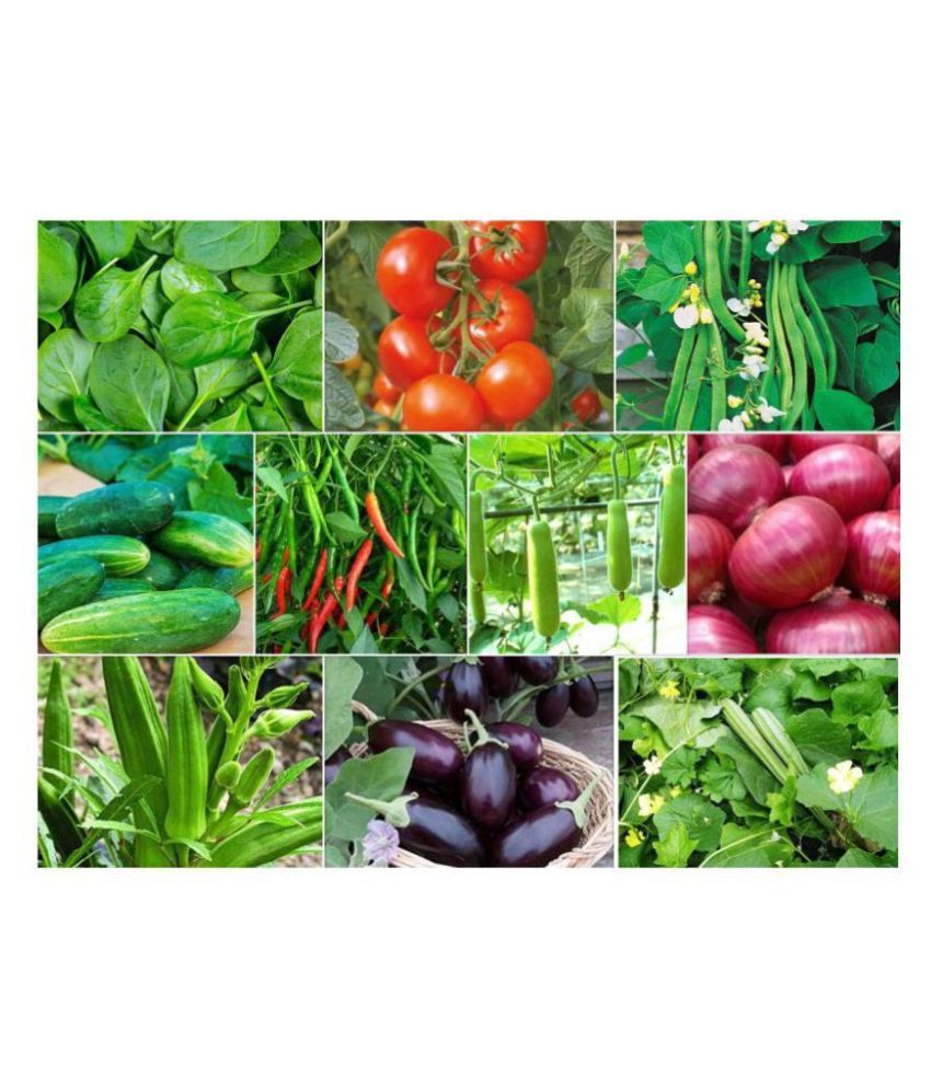     			Joycity Organic Vegetable Seeds Combo- 10 Varieties Of Vegetable seeds (600+ Seeds)