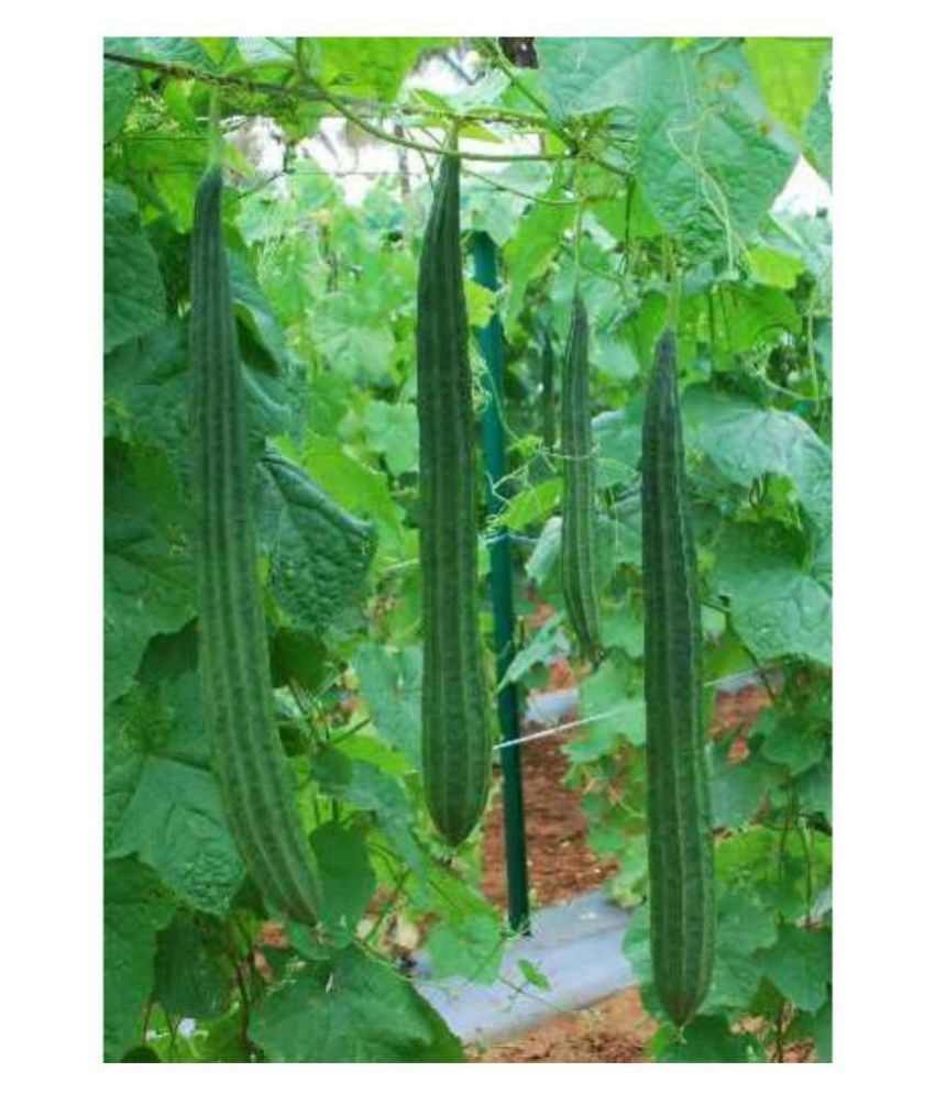     			Climate Seeds F1 Hybride Ridge GOURD Seed (20 seeds)